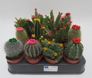 Cactus strobloem mix