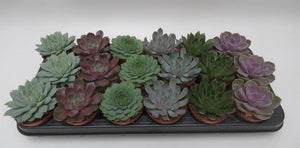 Echeveria mix in potmaat 8,5 cm