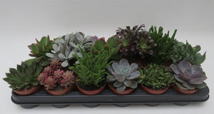 Succulenten mix in potmaat 8,5 cm