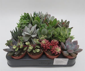 Succulenten mix