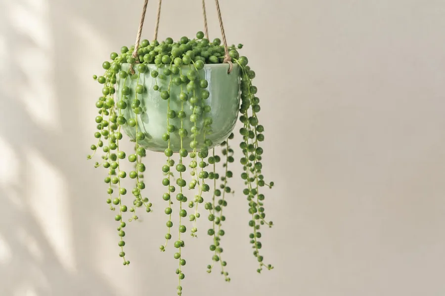 Erwtenplant met hangende ranken uit een mintgroen hangpotje