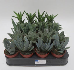 Aloe mix
