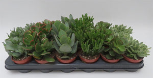 Crassula mix in potmaat 8,5 cm