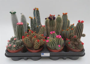 Cactus strobloem mix in potmaat 8,5 cm