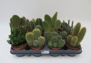 Cactus mix in potmaat 8,5 cm