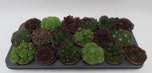 Sempervivum in potmaat 8,5 cm