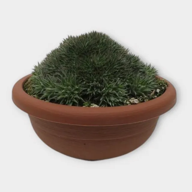 Abromeitiella brevifolia in pot 20 cm – foto 1 van 2