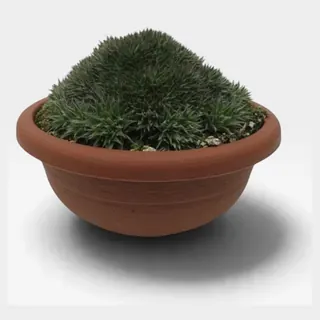 Abromeitiella brevifolia in pot 20 cm – foto 2 van 2