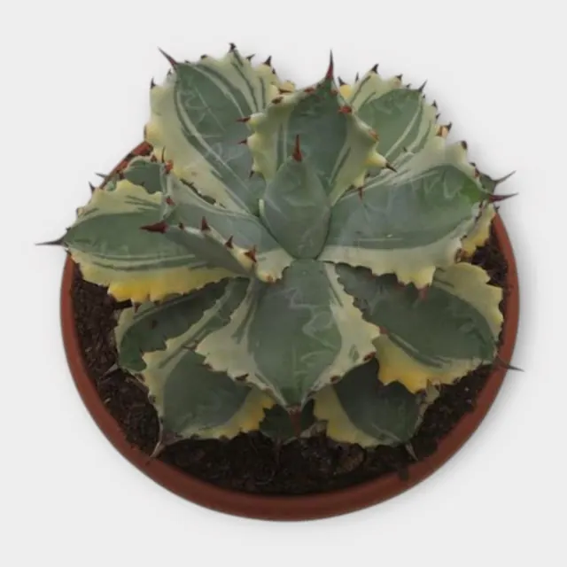 Agave isthmensis 'Kabuto Gani' variegata in pot 17 cm – foto 1 van 2