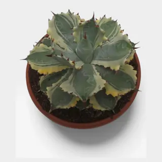 Agave isthmensis 'Kabuto Gani' variegata in pot 17 cm – foto 2 van 2