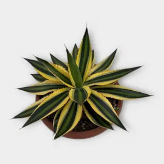 Agave quadricolor in pot 20 cm – foto 1 van 2