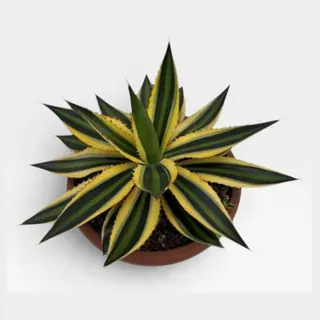 Agave quadricolor in pot 20 cm – foto 2 van 2