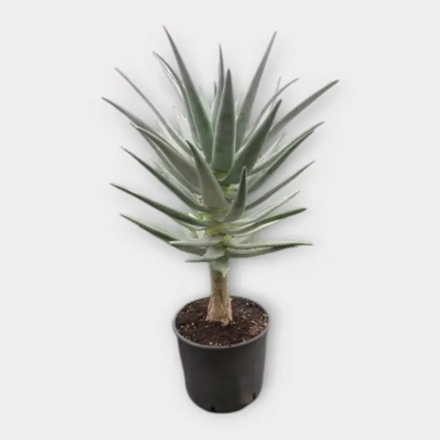 Aloe dichotoma in pot 30 cm – foto 1 van 2