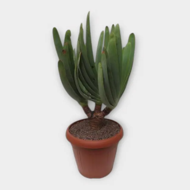 Aloe plicatilis in pot 35 cm – foto 1 van 2
