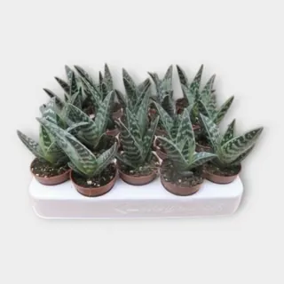 Aloe variegata in pot 5,5 cm – foto 1 van 2