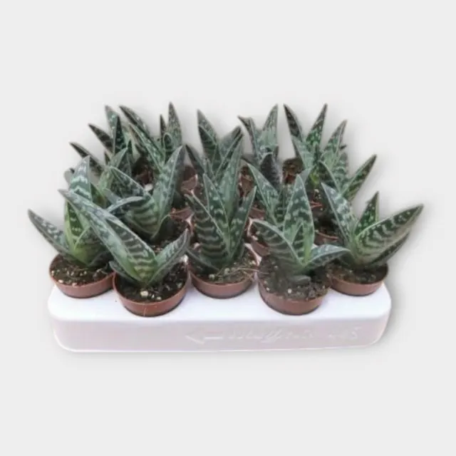 Aloe variegata in pot 5,5 cm – foto 1 van 2