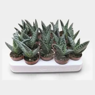 Aloe variegata in pot 5,5 cm – foto 2 van 2