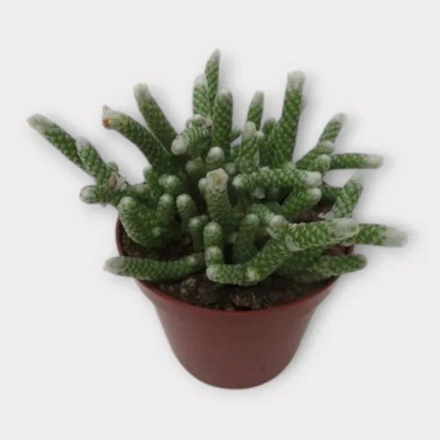 Avonia papyracea in pot 8,5 cm – foto 1 van 2