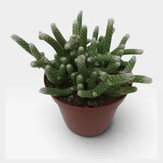 Avonia papyracea in pot 8,5 cm – foto 2 van 2