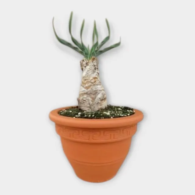 Boophane disticha (bottle form) in pot 20 cm – foto 1 van 2