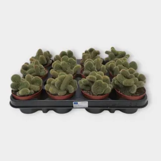 Borzicactus cristata in pot 8,5 cm – foto 1 van 2