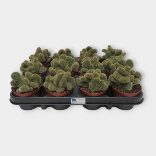 Borzicactus cristata in pot 8,5 cm – foto 1 van 2