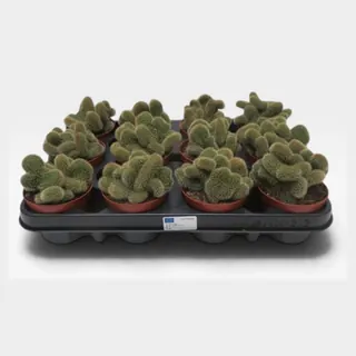 Borzicactus cristata in pot 8,5 cm – foto 2 van 2