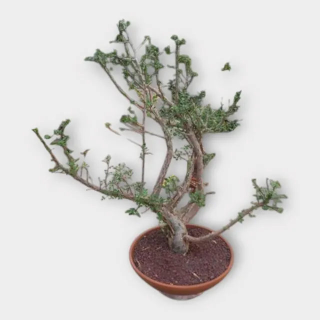 Bursera fagaroides in pot 46 cm – foto 1 van 2