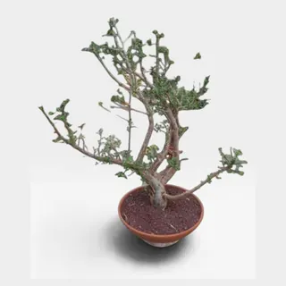 Bursera fagaroides in pot 46 cm – foto 2 van 2