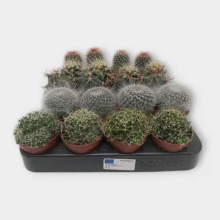 Cactus mix bol (5 soorten) in pot 5,5 cm – foto 1 van 2
