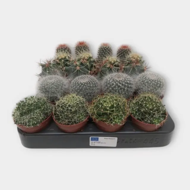 Cactus mix bol (5 soorten) in pot 5,5 cm – foto 1 van 2