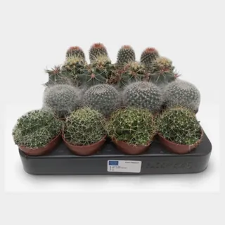 Cactus mix bol (5 soorten) in pot 5,5 cm – foto 2 van 2