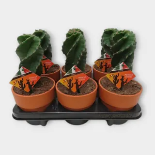 Cereus jamacaru var. spiralis in Calima in pot 13 cm – foto 1 van 2