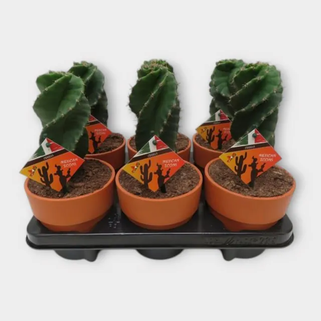 Cereus jamacaru var. spiralis in Calima in pot 13 cm – foto 1 van 2