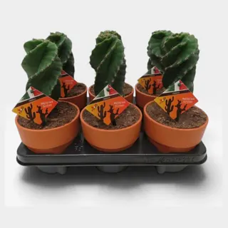 Cereus jamacaru var. spiralis in Calima in pot 13 cm – foto 2 van 2