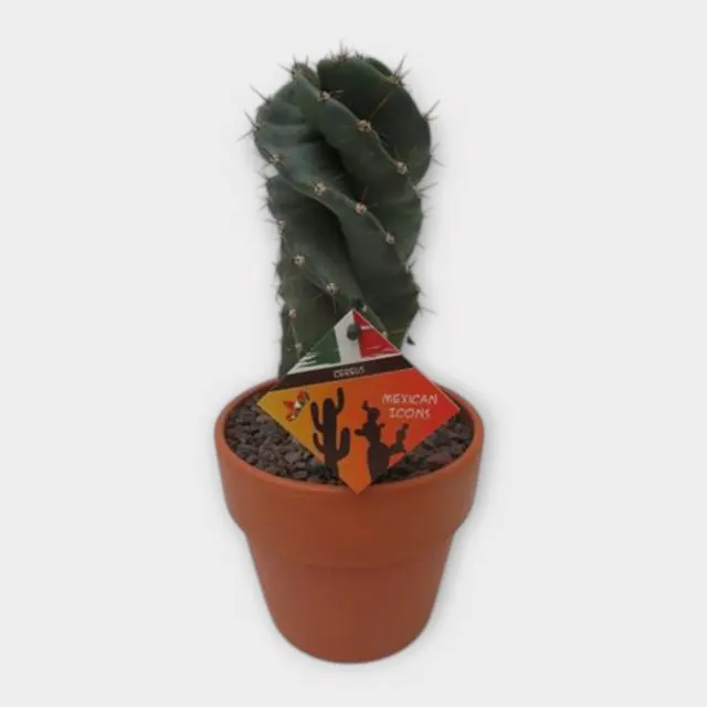 Cereus jamacaru var. spiralis in Calima in pot 15 cm – foto 1 van 2