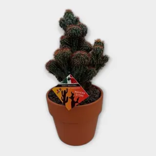 Cereus peruvianus monstruosus 'Rubra' in Calima in pot 15 cm – foto 1 van 2