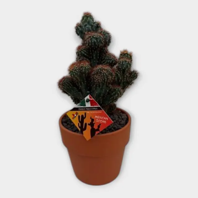 Cereus peruvianus monstruosus 'Rubra' in Calima in pot 15 cm – foto 1 van 2