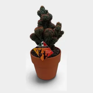 Cereus peruvianus monstruosus 'Rubra' in Calima in pot 15 cm – foto 2 van 2