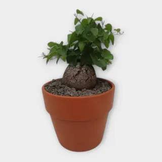 Dioscorea elephantipes in pot 15 cm – foto 1 van 2