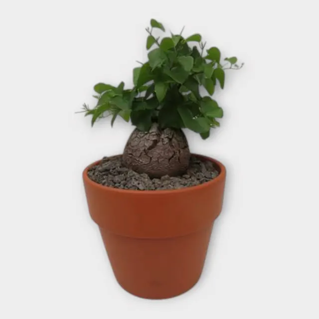 Dioscorea elephantipes in pot 15 cm – foto 1 van 2