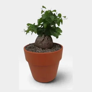 Dioscorea elephantipes in pot 15 cm – foto 2 van 2