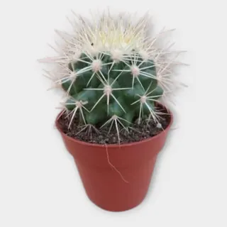 Echinocactus grusonii in pot 8,5 cm – foto 1 van 2