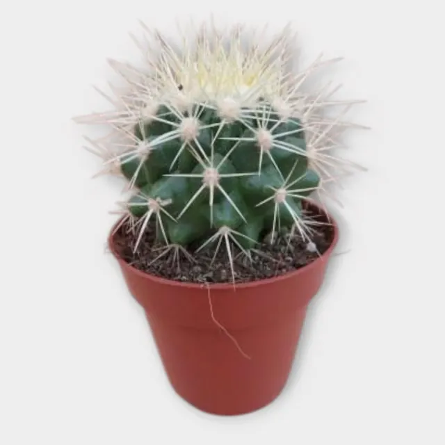 Echinocactus grusonii in pot 8,5 cm – foto 1 van 2