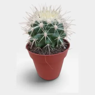 Echinocactus grusonii in pot 8,5 cm – foto 2 van 2