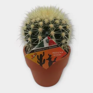 Echinocactus grusonii in Calima in pot 15 cm – foto 1 van 2