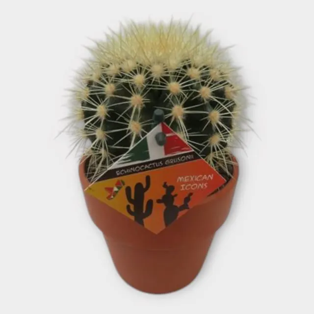 Echinocactus grusonii in Calima in pot 15 cm – foto 1 van 2