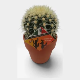 Echinocactus grusonii in Calima in pot 15 cm – foto 2 van 2