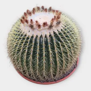 Echinocactus grusonii in stenen schaal in pot 51 cm – foto 1 van 2