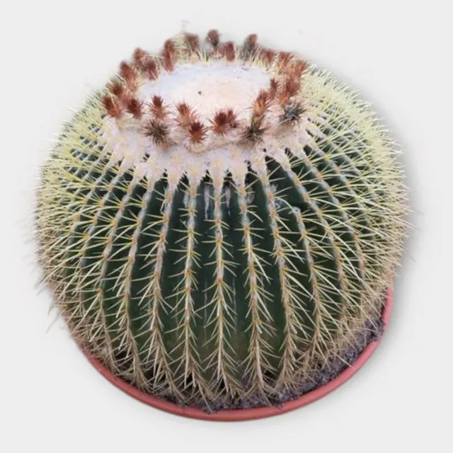 Echinocactus grusonii in stenen schaal in pot 51 cm – foto 1 van 2